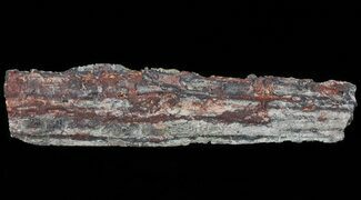 Devonian Petrified Wood (Callixylon) Section - Oldest True Wood #64132