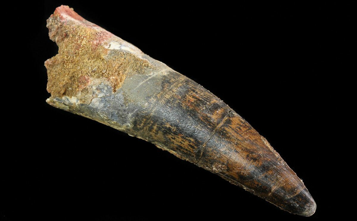 real spinosaurus tooth