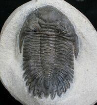 Large Hollardops Mesocristata Trilobite #5381