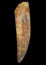 Spinosaurus Tooth - Rooted! #64587
