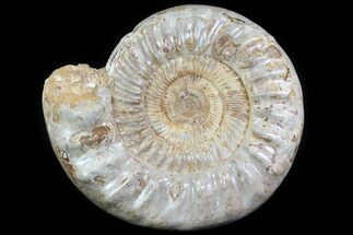 Wide Jurassic Ammonite Fossil - Madagascar #64830