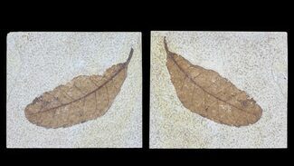 Fossil Leaf (Cedrelospermum) - Pos/Neg #65194