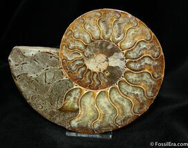 Polished Madagascar Ammonite (Half) #770
