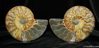 Large Inch Split Ammonite Pair From Madagascar #775