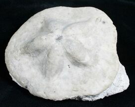 Fossil Sea Biscuit (Clypeaster) - Austria #5438