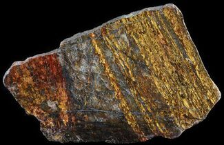 Golden Amphibolite Slab - Western Australia #65415