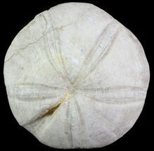 Jurassic Sea Urchin (Clypeus) - England #65842