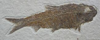 Sweet Inch Knightia Fossil Fish #783