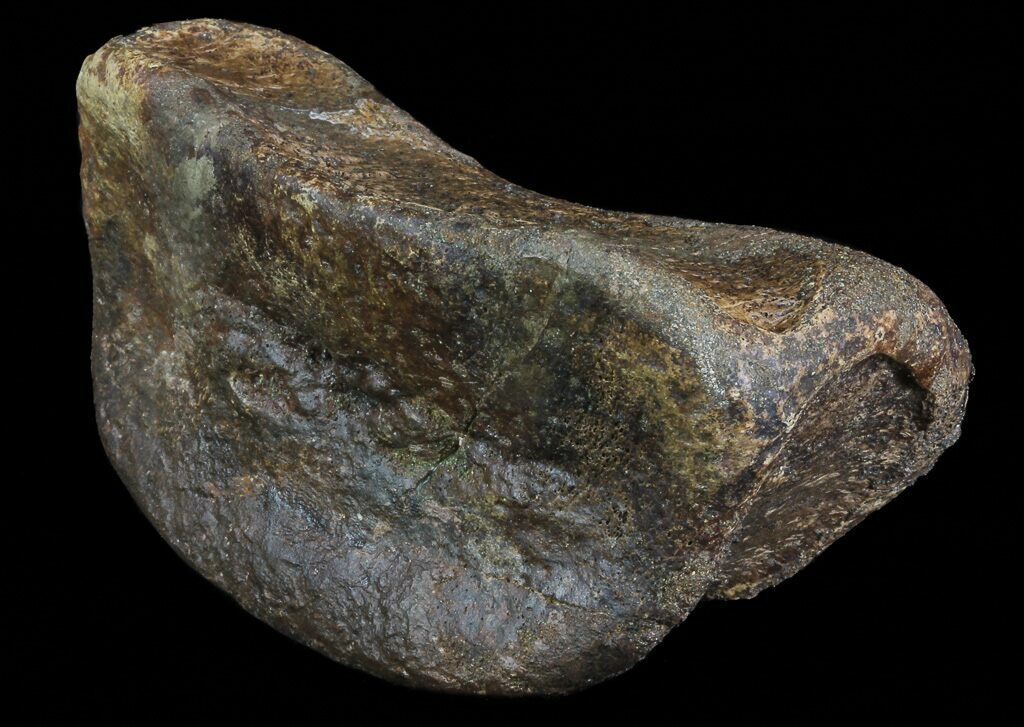 hadrosaur toe bone