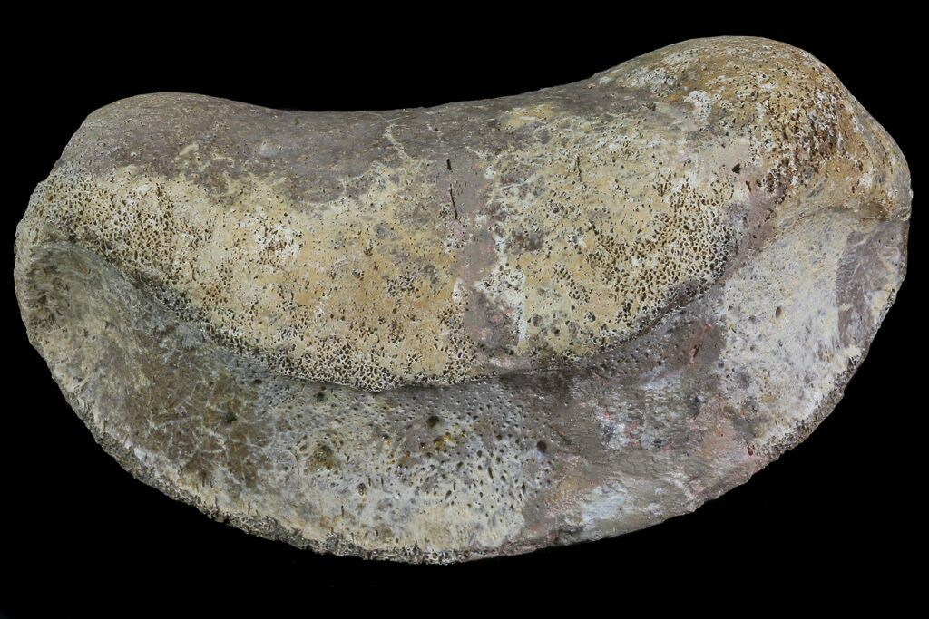 hadrosaur toe bone