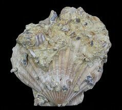Fossil Pectin (Chesapecten) - Virginia #66402
