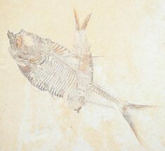 Diplomystus & Knightia Fossil Fish Plate #5481