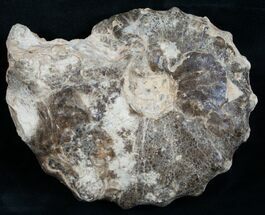 Whole Mammites Nodosoides Ammonite - #5483