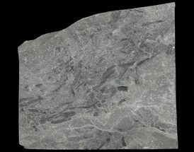 Plate Of Devonian Plant (Gosslingia) Fossils - Wales #66663