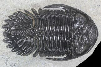 Hollardops Trilobite Fossil #66903