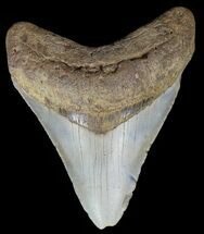 Megalodon Size: How Big Was The Megalodon Shark? - FossilEra.com