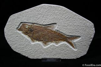 Inch Mouth Open Knightia Fossil Fish #798