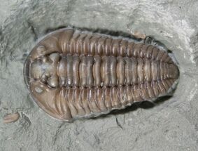 Beautiful Flexicalymene Trilobite - #5513