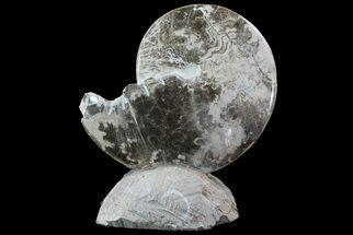 Polished Ammonite Fossil on Stone - Morocco #67424