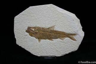 Large Inch Knightia Fossil Fish #800