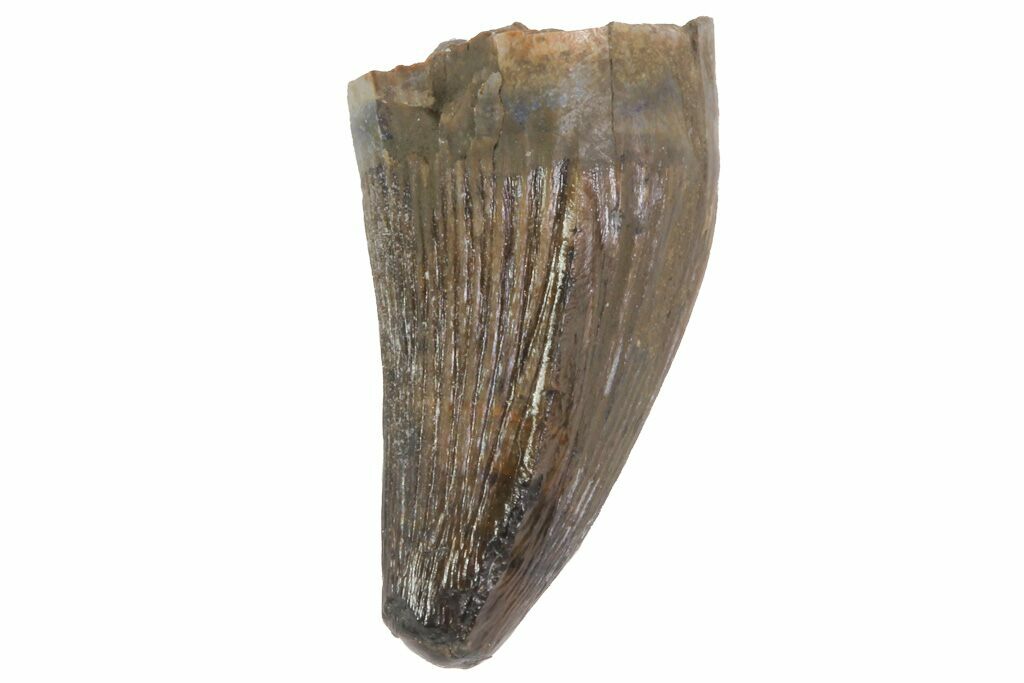 deinosuchus tooth