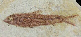 Green River Fossil Fish For Sale - FossilEra.com