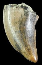 Serrated Theropod Tooth - Alberta (Disposition #-) #67626