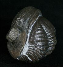 Fully Enrolled Silica Eldredgeops Trilobite #5521