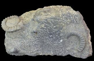 Anetoceras Ammonites With Phacops Trilobite Heads #67719