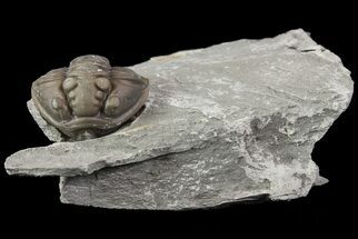 Wide, Enrolled Flexicalymene Trilobite - Removable From Shale #67669