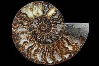 Polished Ammonite Fossil (Half) - Agatized #67896