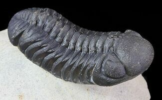 Austerops Trilobite - Ofaten, Morocco #67891