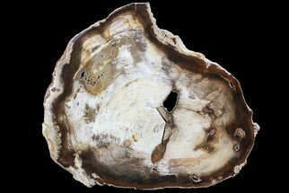 9.9" Petrified Wood (Hickory) Slab - Deschutes River, Oregon - Fossil #68066