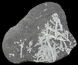 Fossil Graptolites (Didymograptus) - Great Britain #68015