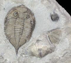 Dalmanites Trilobite With Other Fossils - New York #68092