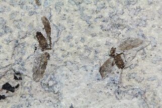 Multiple Fossil March Fly (Plecia) - Green River Formation #67651