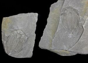 Dalmanites Trilobite (Pos/Neg) - New York #68541