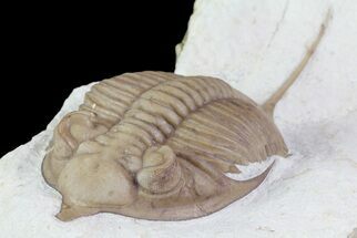 Large, Huntonia Lingulifer (Rare Species) - Oklahoma #68663