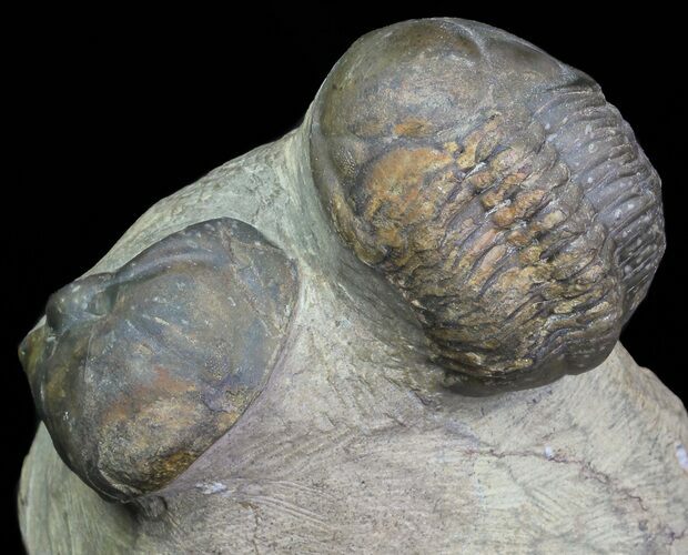 2" Struveaspis Trilobite (Small Eyed Phacopid)