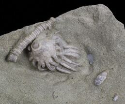 Small, Macrocrinus Crinoid Fossil - Indiana #68562