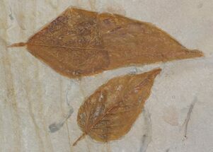 Two Detailed Fossil Hackberry Leaves - Montana #68317
