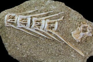 Cretaceous Fossil Fish Vertebra (Enchodus?) - Morocco #68794