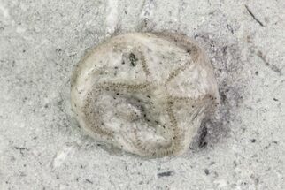 Edrioasteroid Fossil - Crawfordsville, Indiana #68885