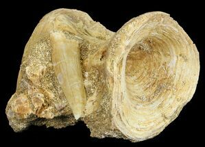 Cretaceous Fossil Fish Vertebrae & Tooth - Morocco #68805