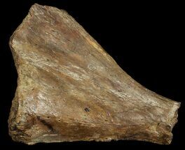 Dimetrodon Partial Clavicle Bone - Texas #68808