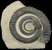 Devonian Ammonoid (Anetoceras) With Trilobite Tail - Morocco #68780