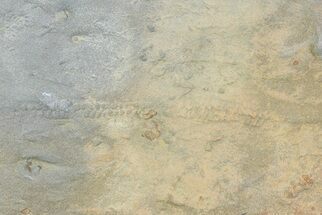 Cruziana (Fossil Trilobite Trackway) Slab - Oklahoma #68977