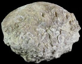 1.8" Crinoid Calyx (Pithocrinus) - Alpena, Michigan - Fossil #68840