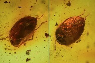 Fossil Beetle & Springtail In Baltic Amber #69242