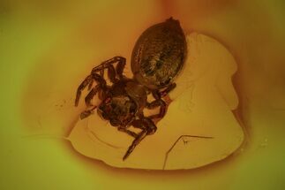 Rare Fossil Jumping Spider (Aranea) In Baltic Amber #69243